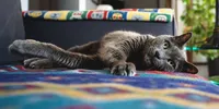 6 Alasan Kucing Suka Tidur di Atas Barang Pemiliknya, Bisa Jadi karena Ingin Diperhatikan