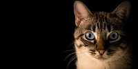 6 Arti Mimpi Bertemu Kucing Menurut Primbon Jawa, Bawa Sejumlah Pertanda Baik