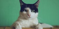 6 Arti Mimpi Digigit Kucing Menurut Primbon Jawa, Salah Satunya Pertanda Gangguan Spiritual