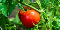 6 Cara Menanam Tomat dari Buah yang Sudah Matang, Mudah Diterapkan agar Cepat Tumbuh Subur