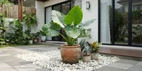 6 Inspirasi Halaman dengan Alocasia dan Batu Koral, Simpel tapi Bikin Rumah Makin Cantik