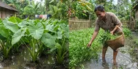 6 Jenis Tanaman yang Cocok untuk Pekarangan yang Sering Tergenang, Berkembang Baik saat Musim Hujan