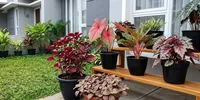 6 Tanaman Hias dengan Daun Berurat Merah, Bikin Sudut Rumah Makin Cantik dan Eksotis