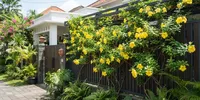 6 Tanaman Rambat Berbunga untuk Pagar Rumah, Bikin Hunian Makin Asri dan Cantik