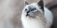 7 Arti Mimpi Dikejar Kucing, Bisa Jadi Peringatan Penting dalam Kehidupan