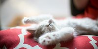 7 Arti Mimpi Melihat Kucing Mati, Bisa Jadi Peringatan Penting dalam Hidup