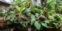 7 Cara Membuat Area Pot Kurang Disukai Siput dan Bekicot, Tidak Lagi Jadi Hama Tanaman