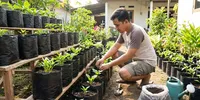 7 Cara Membuat Kebun Sayur dengan Polybag, Cocok untuk Rumah Sempit dan Mudah Dirawat