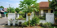 7 Cara Membuat Tanaman Pepaya Pendek agar Lebih Mudah Dipanen dan Hasil Melimpah