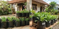 7 Cara Menanam Arugula di Polybag, Tak Perlu Beli saat Ingin Makan Salad