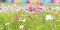 7 Cara Menanam Cosmos di Pekarangan agar Tumbuh Subur dan Rajin Berbunga