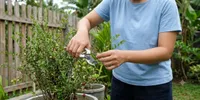 7 Cara Menanam Cranberry, Teknik Perawatan Mudah agar Cepat Berbuah di Pekarangan