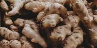 7 Cara Menanam Kencur dari Rimpang di Pot Rumah, Mudah Dilakukan di Lahan Terbatas