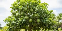 7 Cara Menanam Pohon Sirsak Tetap Pendek tapi Berbuah Banyak, Panen Maksimal