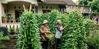 7 Cara Menyulap Lahan Kosong Menjadi Kebun Kecipir yang Subur dan Produktif
