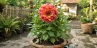 7 Cara Merawat Bunga Dahlia agar Tetap Mekar dan Tampil Cantik Memukau