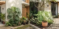 7 Cara Merawat Tanaman Monstera agar Tidak Mudah Layu