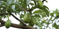 7 Jenis Pupuk Pohon Alpukat agar Tumbuh Subur dan Berbuah Optimal