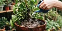 7 Kesalahan Menyiram Tanaman yang Justru Membuat Akar Cepat Busuk