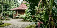 7 Penyebab Buah Pisang Busuk Sebelum Matang dan Cara Mencegahnya