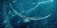 7 Rekomendasi Film Bertema Burung dan Alam Liar yang Sinematik, Bikin Terpukau