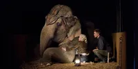 7 Rekomendasi Film Bertema Gajah dan Ikatan dengan Manusia Paling Mengharukan