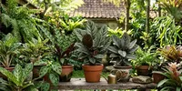7 Tanaman Hias dengan Pola Alami seperti Motif Batik, Unik dan Bikin Rumah Makin Cantik