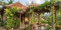 7 Tanaman Rambat yang Bikin Rumah Mirip Vila Tropis, Desainnya Bikin Teduh, Nyaman dan Menenangkan