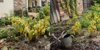 8 Alasan Daun Tanaman Menguning Padahal Rajin Disiram, Ketahui Sebelum Berakhir Mati