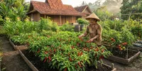 8 Cara Menanam Cabai agar Tumbuh dengan Subur dan Cepat Berbuah Lebat