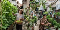 8 Cara Menanam Kecipir agar Cepat Merambat, Anti Gagal di Pekarangan Rumah