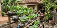 8 Cara Menanam Sawi Hijau dalam Botol Plastik Memanjang, Hanya Pakai Barang Bekas Sudah Bisa Panen