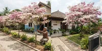 8 Cara Merawat Tabebuya agar Rajin Berbunga, Yuk Coba Tanam di Rumah Supaya Terlihat Cantik dan Estetik