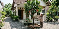 8 Pohon Buah untuk Halaman Sempit yang Akarnya Relatif Aman bagi Paving Rumah