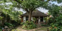 8 Pohon Peneduh untuk Halaman Rumah, Pilihan Menarik untuk Hunian yang Lebih Asri