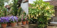 8 Tanaman dengan Bunga Berbentuk seperti Lonceng, Cocok sebagai Tanaman Hias