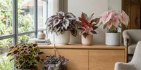 8 Tanaman dengan Warna Daun Menarik untuk Bikin Rumah dan Taman Lebih Hidup