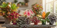 8 Tanaman Hias Yang Daunnya Berubah Warna Saat Terkena Cahaya, Percantik Rumah