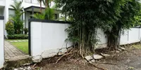 8 Tanaman yang Sebaiknya Tidak Ditanam Dekat Pagar, Bisa Merusak Pondasi Rumah