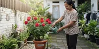 8 Tips Merawat Tanaman Bunga Mawar agar Kelopaknya Tidak Rontok, Tumbuh Sehat dan Indah