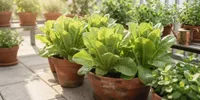 9 Cara Menanam Selada Romaine di Rumah, Mudah untuk Pemula