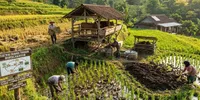 9 Cara Menerapkan Sistem Tanam dan Ternak Terpadu agar Hemat Biaya dan Hasil Maksimal