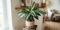9 Tanaman Hias dengan Daun Berpola Garis yang Terlihat Dekoratif, Cocok untuk Penghias Ruangan