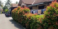 9 Tanaman untuk Membuat Area Jemur Tidak Terlihat dari Jalan, Privasi Lebih Terjaga