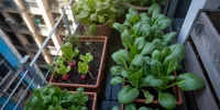 9 Tanaman yang Cepat Panen dalam 1 Bulan, Mudah Ditanam di Lahan Sempit