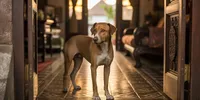 Arti Mimpi Ada Anjing Masuk Rumah: Tafsir Spiritual, Islam, Primbon, hingga Psikologi