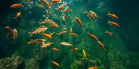 Arti Mimpi Ikan Banyak Menurut Psikologi, Primbon Jawa, dan Berbagai Budaya Dunia