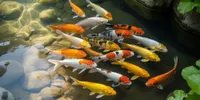 Arti Mimpi Melihat Banyak Ikan di Air: Tafsir Lengkap dan Panduan Bijak