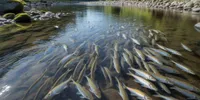 Arti Mimpi Melihat Banyak Ikan Kecil di Air Jernih: Panduan Lengkap Tafsir dan Maknanya