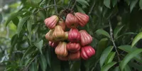 Arti Mimpi Melihat Buah Jambu Air Banyak: Tafsir Lengkap dan Maknanya